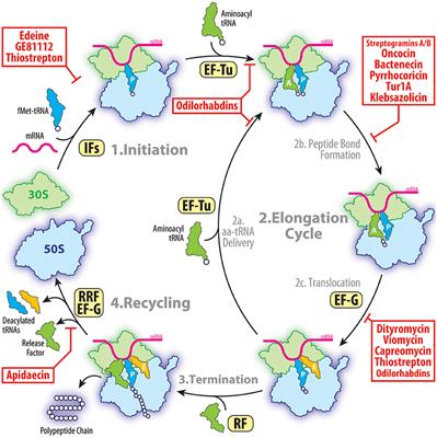 The Mechanisms of Action of Ribosome-Targeting Peptide Antibiotics